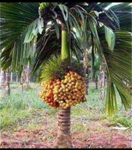 Betel Nut Plants