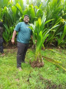 Ganga Bondam Coconut Plant (Dwarf)