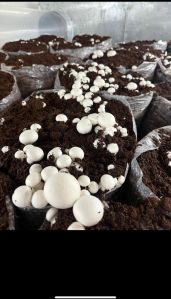 Uttar Pradesh Organic Fresh Button Mushrooms, Packaging Size : 200gm