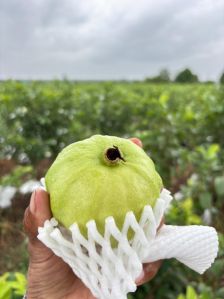 fresh guava for Human Consumption