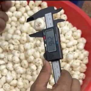 Crunchcrave Organic Popped Lotus Seeds, Color : White