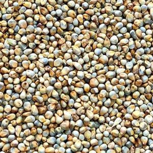 Pearl Millet Seeds, Grade : Human Grade, Packaging Type : PP Bag