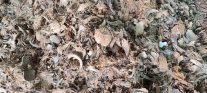 Coconut Shell, Color : Brown Dried for Agriculture