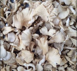 Natural Dry Oyster Mushroom for Cooking