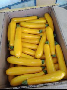 Yellow Zucchini