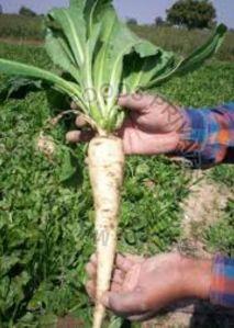 Chicory Roots