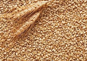 Wheat, Color : Golden Brown, Packaging Type : Bulk Bags, Sacks