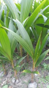 Natural Coconut Plants, Plant Height : 6 Inches