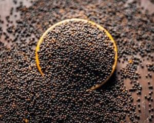 Black Mustard Seeds,  Packaging Type : PP Bag