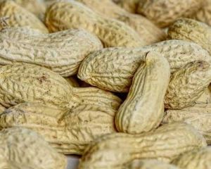 Peanut in Shell, Packaging Type : Brown