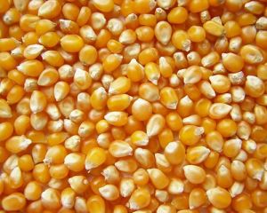 Yellow Maize Seeds, Packaging Type : Standard Packaging for Animal Feed