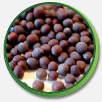 Black Mustard Seeds