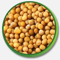 Yellow Mustard Seeds