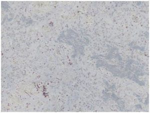 Natural Stone White Kashmir Granite for Countertops, Flooring