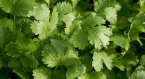 Coriander Leaves, Color : Green