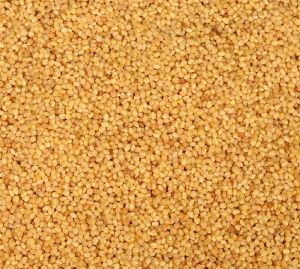 foxtail millet