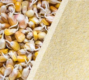 Sprouted Maize Flour