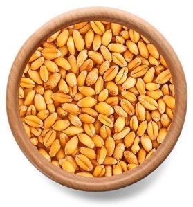 Wheat Seeds