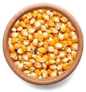 Yellow Maize for Food Consumption
