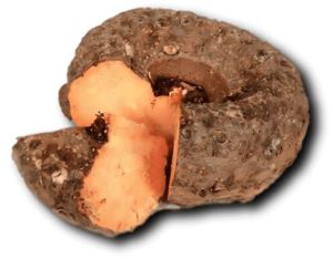 Elephant Foot Yam