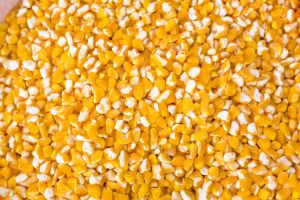 Broken Corn, Packaging Type : Bags for Cooking Ingredient