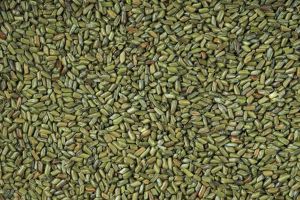 Cassia Torea Seeds, Packaging Type : Plastic Bag