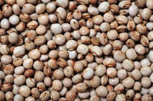 Pigeon Peas
