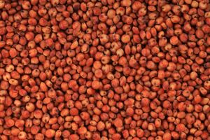 red sorghum seeds