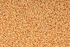 Yellow Millet, Packaging Type : Bag Or Bulk