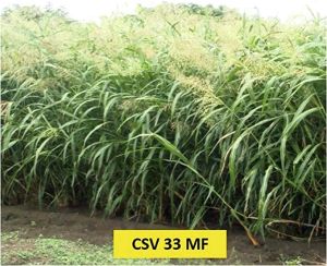 Csv 33 Fodder Grass Seed