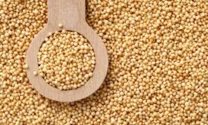 Amaranth Seeds, Color : Yellowish, Purity : 99.9%