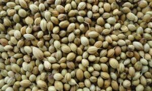 coriander seeds