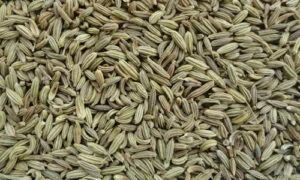 Fennel Seeds