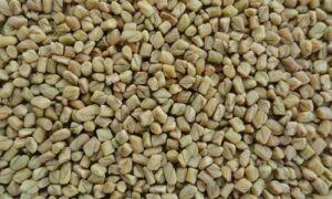 Fenugreek Seeds, Color : Yellow Amber for Herb, Spices