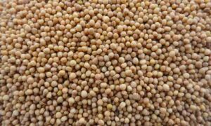 mustard seeds