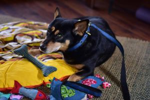 Upcycled Denim Dog Leash, Color : Blue