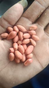 Visgo Peanut Ground Nut Seeds, Packaging Size : 50kg, 25 Kg