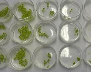 Growth Inhibition Test Service