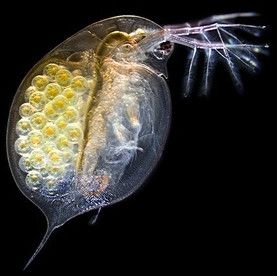 Reproduction Testing Service