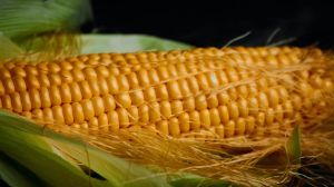 A Grade Whole Maize Grain