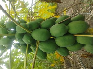 Papaya ( Tiwan 786 Variety)