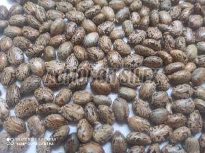 Medicine Grade Castor Seeds, Seed Type : Natural 9%
