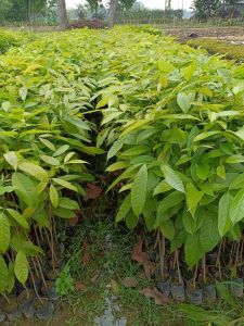 Mahogany Plants