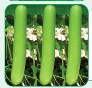 BSBH-18 Bottle Gourd Seeds
