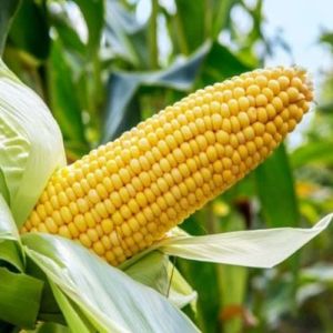 BSM-1355 Maize Seeds, Seed Type : Hybrid