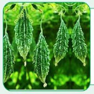 Little Moon Bitter Gourd Seeds