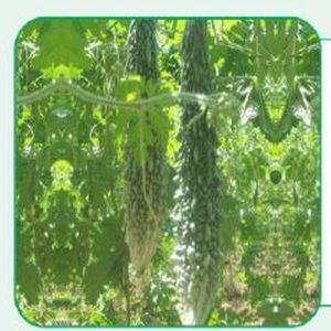 Mali-02 Bitter Gourd Seeds