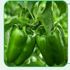 Oma Green Chilli Seeds