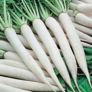 P. Chetki Long Radish Seeds, Seed Type : Hybrid