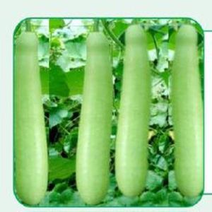 Sultan-505 Bottle Gourd Seeds